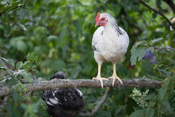 Cock on a tree in hot summer