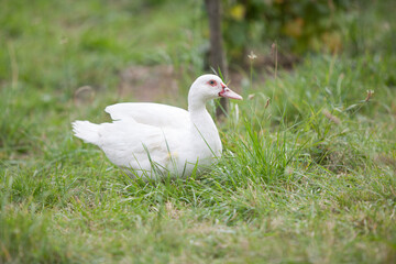Muscovy duck in the garden in summer