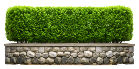 Green tree wall fence with stone or rock planter, bush or shrub hedge trimming, isolate on white, clipping path.