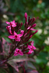 Obraz premium Graptophyllum pictum