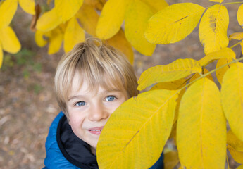 cute blond boy smiles, hiding half his face behind yellow autumn leaves. close-up, looking at the camera. child surrounded by beautiful bright autumn nature