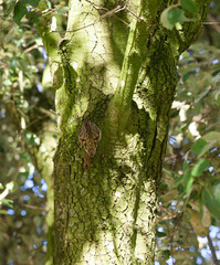 Short-toed treecreeper (Certhia brachydactyla). Songbird with streaked and spotted brown above, whitish underparts. Long stiff tail and thin bill curved downward
