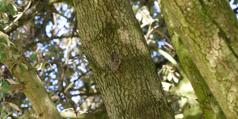 (Certhia brachydactyla) Short-toed treecreeper. Discreet climbing passerine bird searching the bark...