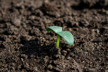Close up of a small cucumber seedling plant growing in soil
