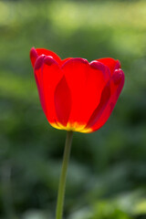 Red tulip behind a green background.