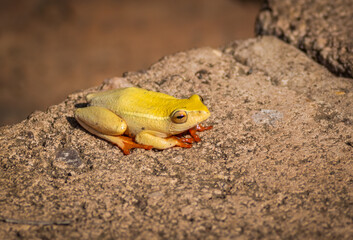 An Arum Lily frog with a bright yellow body and bright orange feet sunning itself on a stone step in a small game reserve in KwaZulu Natal in South Africa.
