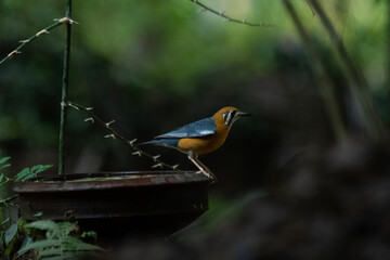 The orange-headed thrush is a bird in the thrush family. It is common in well-wooded areas of the Indian Subcontinent and Southeast Asia. Most populations are resident. 