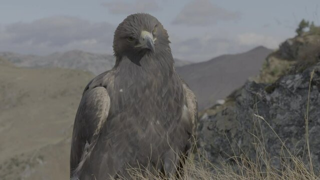 Steinadler, golden eagle, Greifvogel