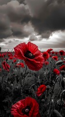 red poppies in the field. background imagery for remembrance or armistice day on 11 of november. dark clouds on the sky. selective color
