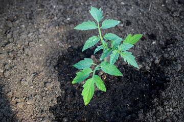 Close up of a young tomato seedling plant growing in soil