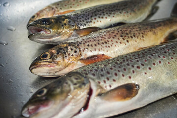 Fresh caught trout lies in the kitchen. Focused on the middle