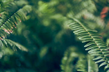 Selective focus of nephrolepis vernis in close-up. The natural green background of a fern in...