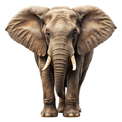 Fototapeta premium elephant on transparent background