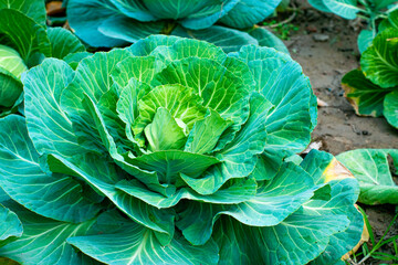 Fototapeta premium Fresh Green cabbage growing in the garden