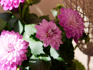 wonderful dahlias illuminated by the sun on a terrace