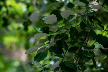 green leaves in sunlight in the park.
