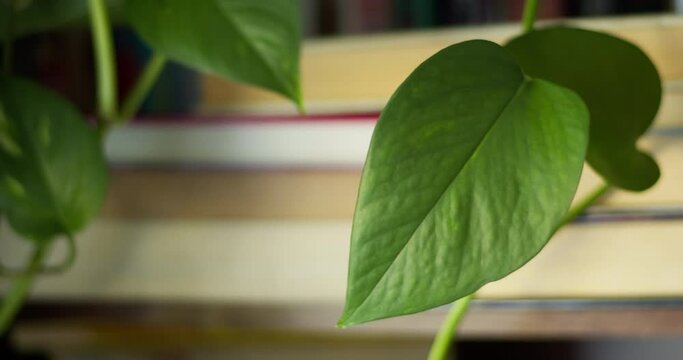 Medium shot up of pathos plant shaking in the wind dangling in front of bookshelf in cozy home