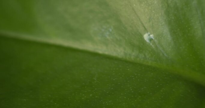 Panning macro closeup shot of a viny pathos plant in front of wooden bookshelf in cozy home moving right to left