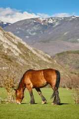 Horse in a green valley. Castilla y Leon mountain landscape