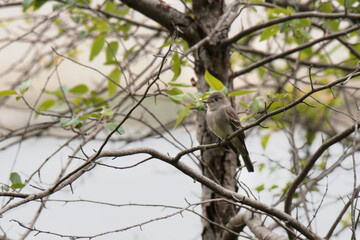 Eastern Phoebe bird perched on a tree at Maplewood Mudflats Wild Bird Trust in North Vancouver, British Columbia, Canada