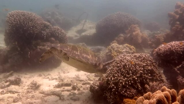 Greenback Turtle in The Philippines