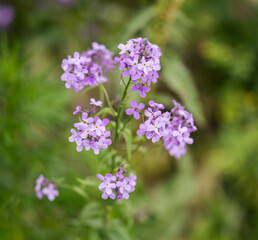 Flowers of Hesperis Matronalis, background with selective focus.