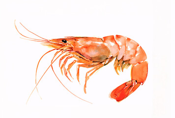 海老の水彩イラスト