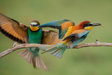 Beautiful bee-eater birds sitting on a branch. 