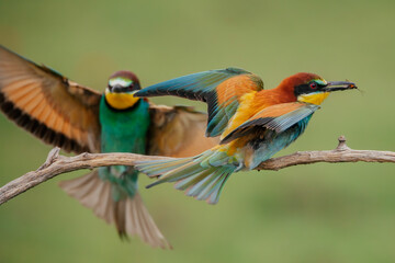 Obraz premium Beautiful bee-eater birds sitting on a branch. 