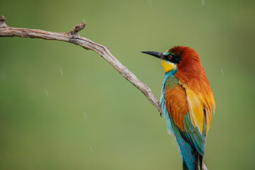 Beautiful bee-eater birds sitting on a branch. 