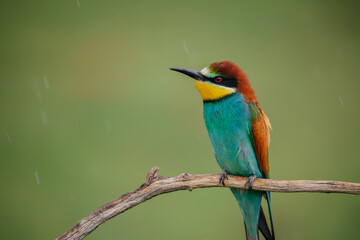 Beautiful bee-eater birds sitting on a branch. 