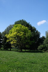 Fototapeta premium Alberti al limitare del bosco con prato in primo piano