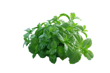 Aromatic Mint Bouquet Isolated on Transparent Background