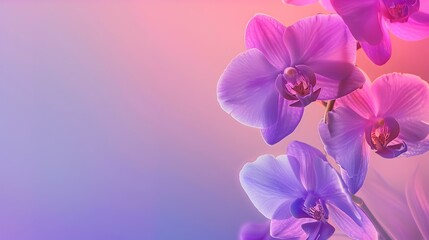 Orchid to Purple gradient vector