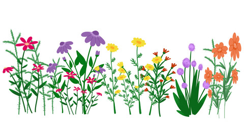 Wild flowers illustration