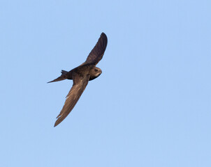 Common swift, Apus apus. An early morning bird flies against the sky