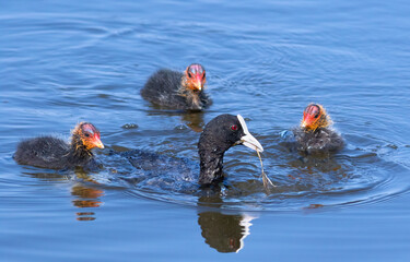 Eurasian coot, Fulica atra. A bird feeds its chicks