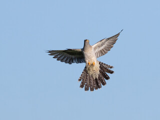 Common cuckoo, Cuculus canorus. A bird flies against a blue sky