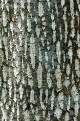 Bark texture of the tulip tree (Liriodendron tulipifera), used in homeopathy as remedy