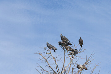 A group of feral pigeon (Columba livia domestica) perching on the top of a tree