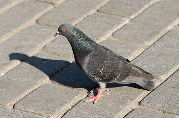 A feral pigeon (Columba livia domestica) looking for feed on sidewalk