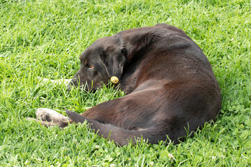 A stray dog is resting on grasses 