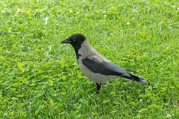 A hooded crow, scald-crow or hoodie (Corvus cornix) feeding on grasses in a city park