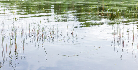 Natural panoramic background photo with flowers of Lobelia dortmanna