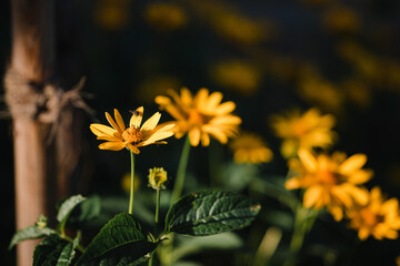 Gelbe Wildblumen im Sonnenlicht &ndash; Natur in ihrer sch&ouml;nsten Form; Lebendige Gelbt&ouml;ne &ndash; Wildblumen in der Abendsonne, Bl&uuml;tenzauber: Gelbe Blumen in nat&uuml;rlichem Gartenambiente, Sonnengek&uuml;sste Blumen 
