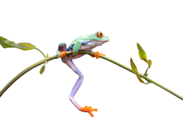 Red-eyed tree frog closeup on branch, Red-eyed tree frog (Agalychnis callidryas) closeup, Exotic animal of rain forest