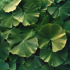Vibrant Oasis: A Close-up Display of Lush Lotus Leaves