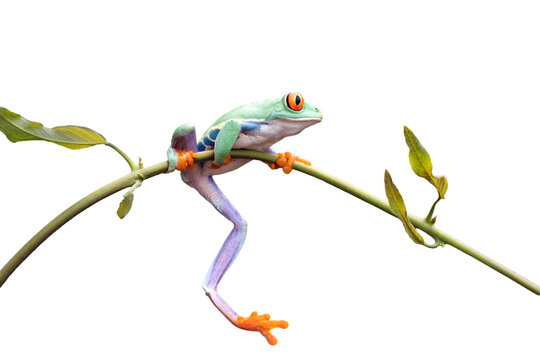 Red-eyed tree frog closeup on branch, Red-eyed tree frog (Agalychnis callidryas) closeup, Exotic animal of rain forest