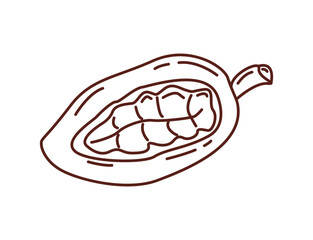 Cocoa fruit vector line art 