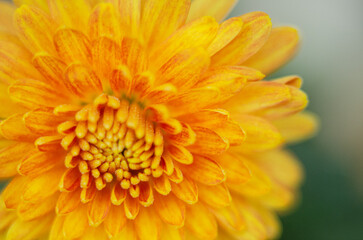 A bright yellow flower on a macro photo in detail